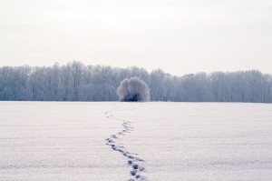 campos-alemania-blancos-nieve-invierno