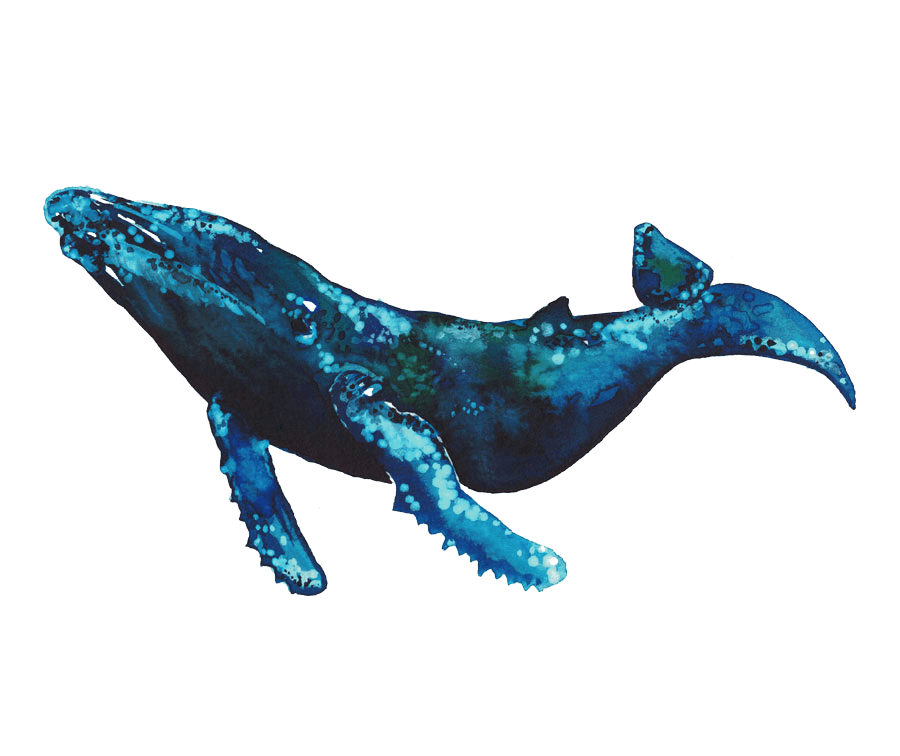 ballena